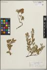 Foto von Salix hastata L. x Salix repens L.
